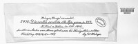 Diaporthe carpini image
